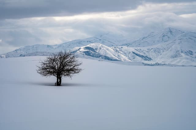 A lone tree stands in a snow-covered valley with distant mountains under a cloudy sky in Türkiye.