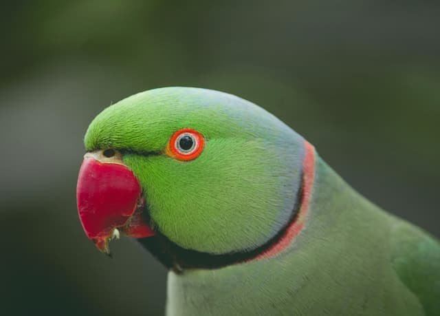 Detailed close-up of a vibrant green parrot in Kanpur, India.