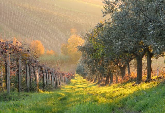 Beautiful vineyard and olive grove landscape at dawn, showcasing autumn colors and rural tranquility.