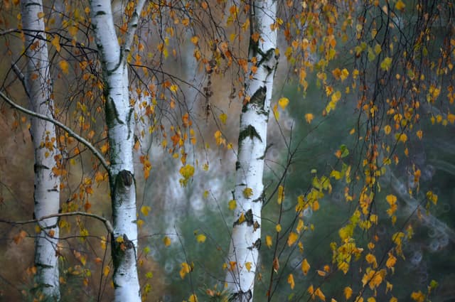 A captivating photograph of birch trees with golden autumn leaves in a serene forest.