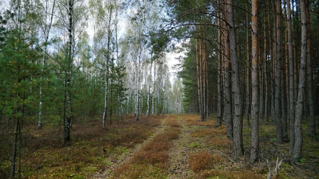 Tranquil woodland scene with a trail through birch and pine trees on a cloudy day.