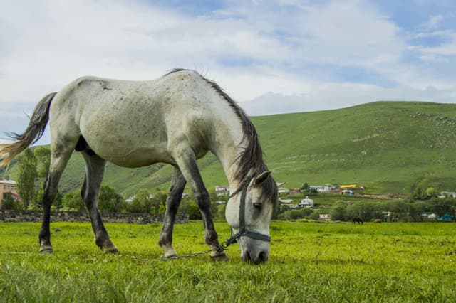 A white horse grazing in a lush green meadow with a rural village backdrop in Ardahan, Türkiye.