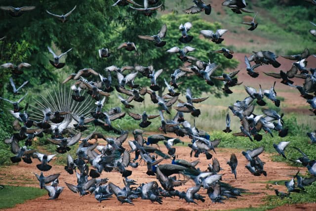 A large flock of pigeons flying over a park path in Cuttack, India.