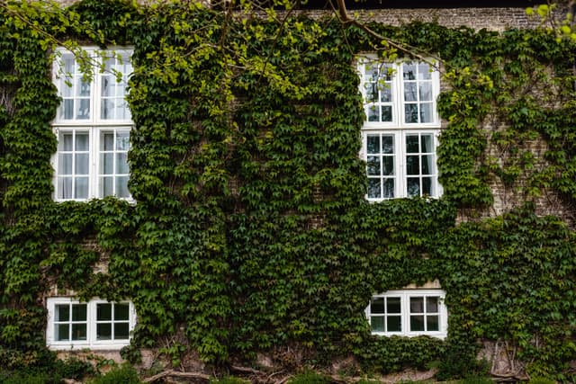 Exterior of ivy-covered building with white windows in Copenhagen, showcasing natural architecture.