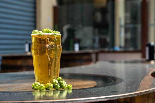 Tall glass of beer with fresh hops outdoors in Nelson, New Zealand - perfect for craft beer enthusiasts.