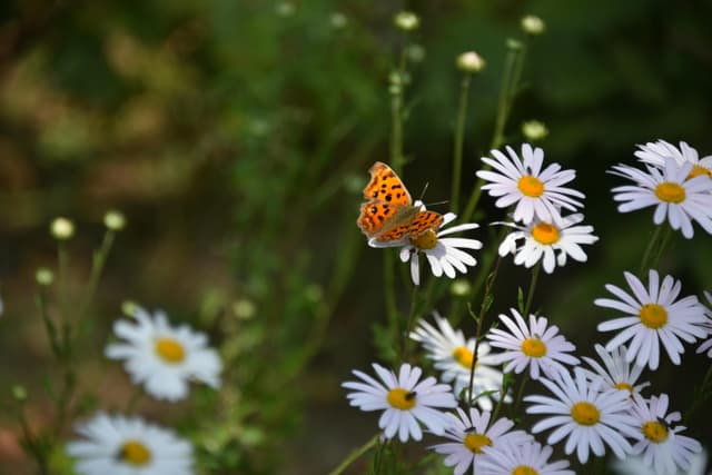Vibrant orange butterfly on white daisies in a lush Incheon garden, capturing nature's beauty.