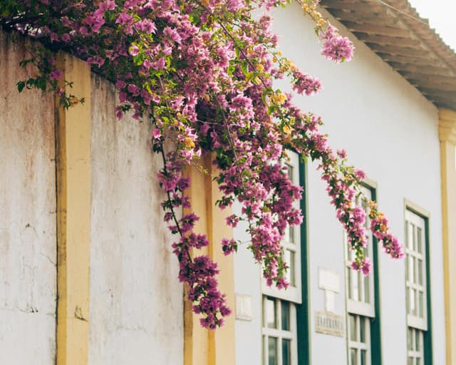 Bougainvillea blooms cascade over colonial architecture in São Cristóvão, Sergipe, Brazil, showcasing vibrant cultural charm.