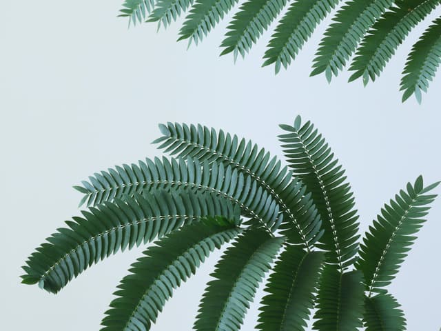 Detailed close-up of vibrant green fern leaves set against a plain white backdrop.
