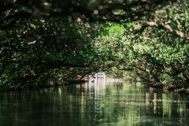 Discover the tranquil beauty of a lush mangrove tunnel reflecting on calm waters in Tainan, Taiwan.