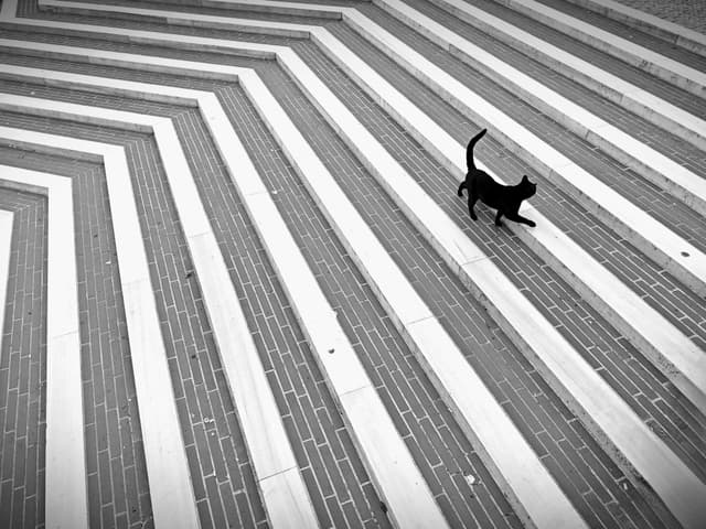 A black cat walks on geometrically patterned stairs in İstanbul, captured in black and white.