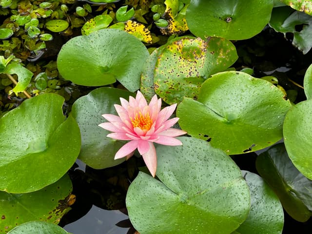 the lotus