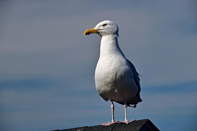 A majestic seagull perched on a roof under a clear blue sky in Halifax, Nova Scotia.