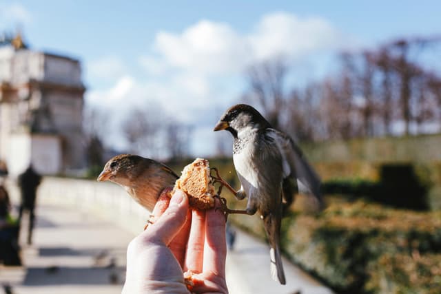 Sparrows eating crumbs from a hand in a Paris park on a sunny day.