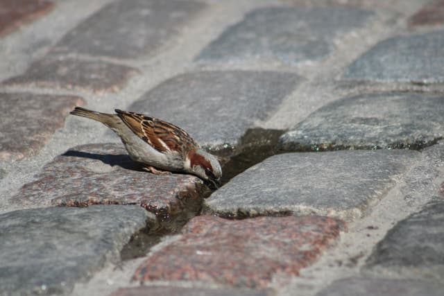 Sparrow drinking water