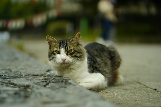 A serene street cat resting on a sidewalk. Ideal for urban lifestyle themes.