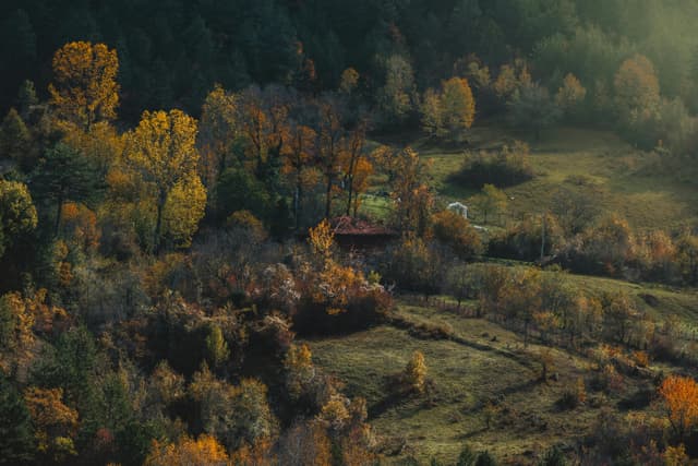 Captivating aerial view of autumn trees in Bartın, highlighting vibrant fall foliage and serene countryside beauty.