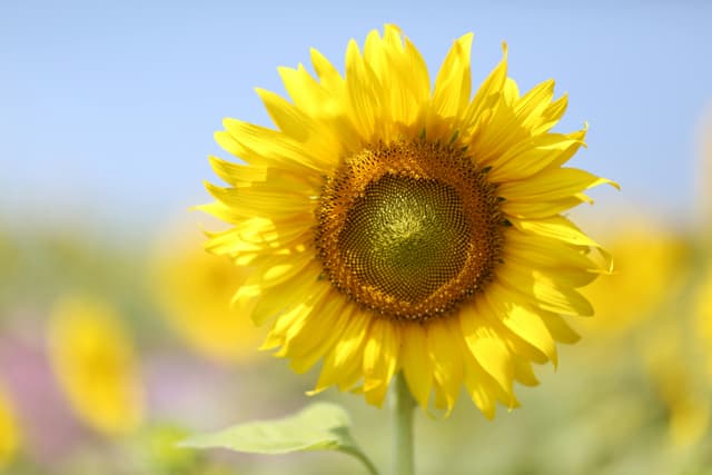 Close-up of a blooming sunflower under a bright blue sky showcasing vibrant yellow petals.