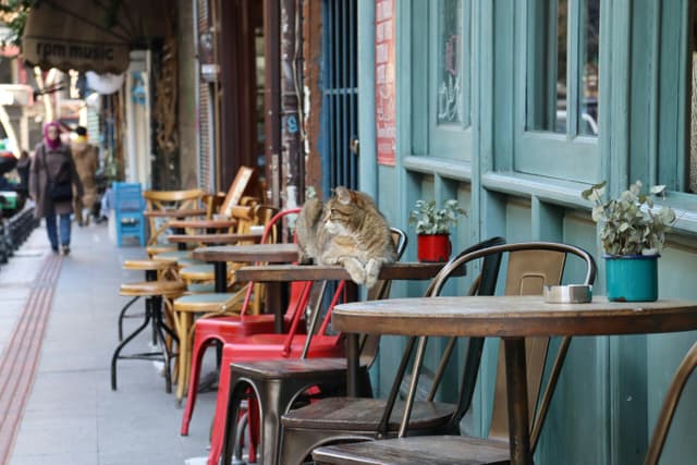 A quaint street cafe with colorful chairs and a cat lounging. Perfect urban vibe.