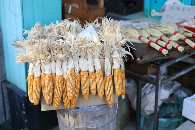 Neatly arranged corn cobs on display at an outdoor market in Taipei, Taiwan.
